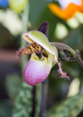 orchid in the garden