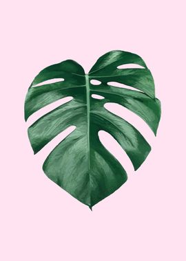 Monstera