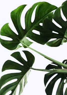 MONSTERA