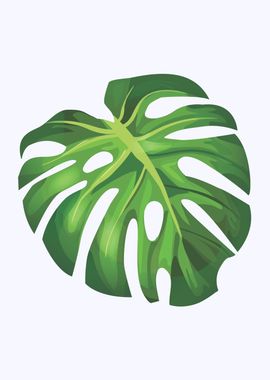 Monstera