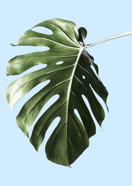 MONSTERA