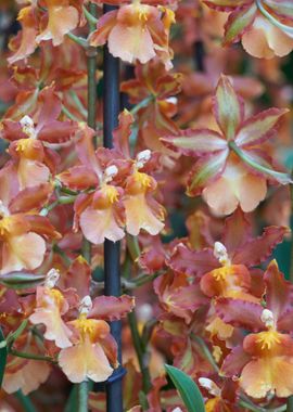 orchid in bloom