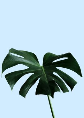 MONSTERA