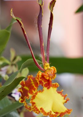 orchid in bloom