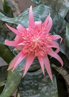 pink aechmea  flower 