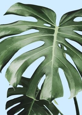 MONSTERA