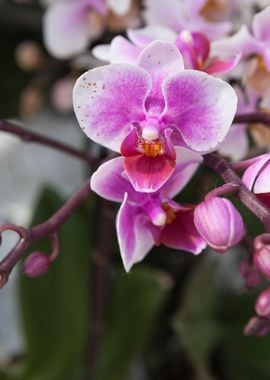 orchid in bloom