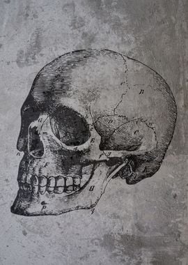 SKULL VINTAGE CONCRETE