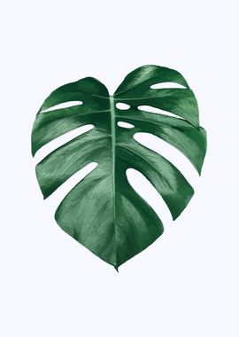 monstera