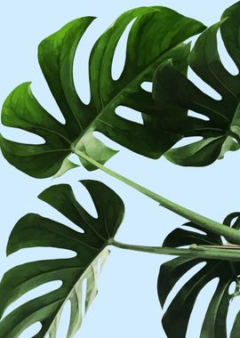 monstera