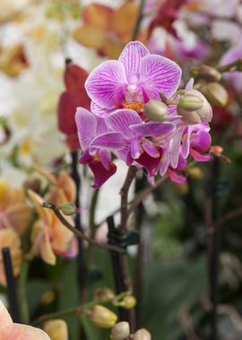 orchid in bloom