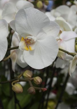 orchid in bloom