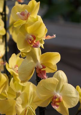 orchid in bloom