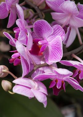 orchid in bloom