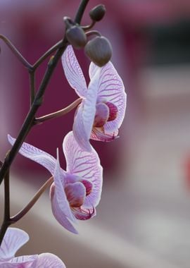 orchid in bloom