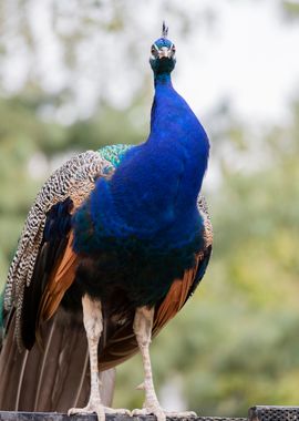 peacock in the farm