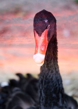 black swan in the farm