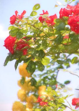 abstract roses in spring