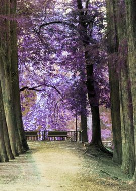 trees of the park avenue