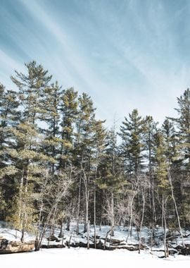 Minnesota Forest in Winter