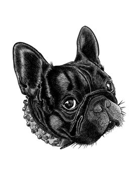 Frenchie 