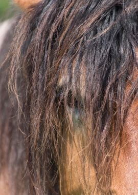 horse in the farm