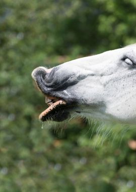 horse in the farm