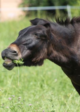 horse in the farm