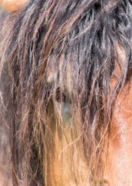 horse in the farm