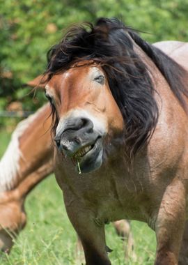 horse in the farm