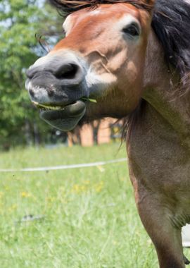 horse in the farm