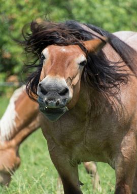 horse in the farm