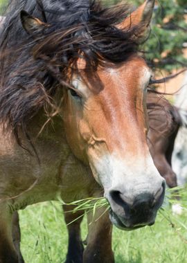 horse in the farm