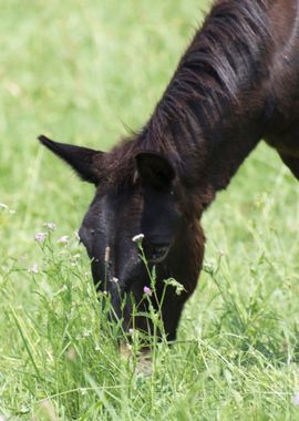 horse in the farm