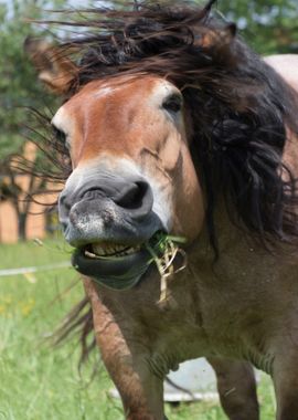 horse in the farm