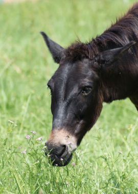 horse in the farm