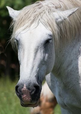 horse in the farm