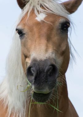 horse in the farm