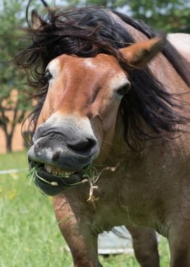 horse in the farm