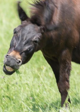 horse in the farm