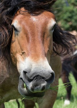 horse in the farm