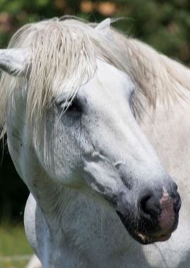 horse in the farm