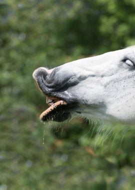 horse in the farm