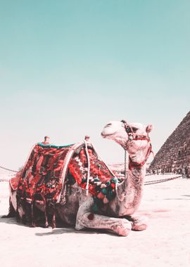 egypt camel