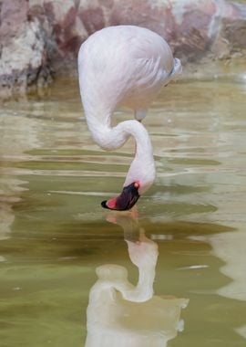 lesser flamingo in the far