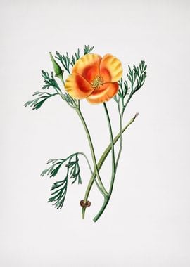 Saffron Eschscholzia