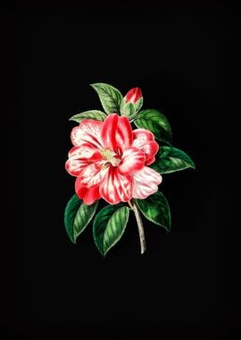 Vintage Japanese Camellia