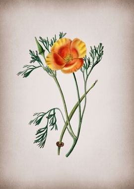 Saffron Eschscholzia