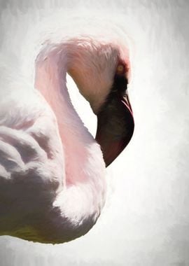 lesser flamingo in the far