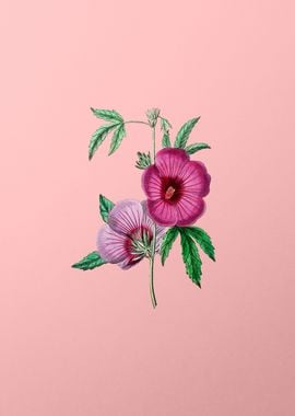 Vintage Hibiscus on Pink